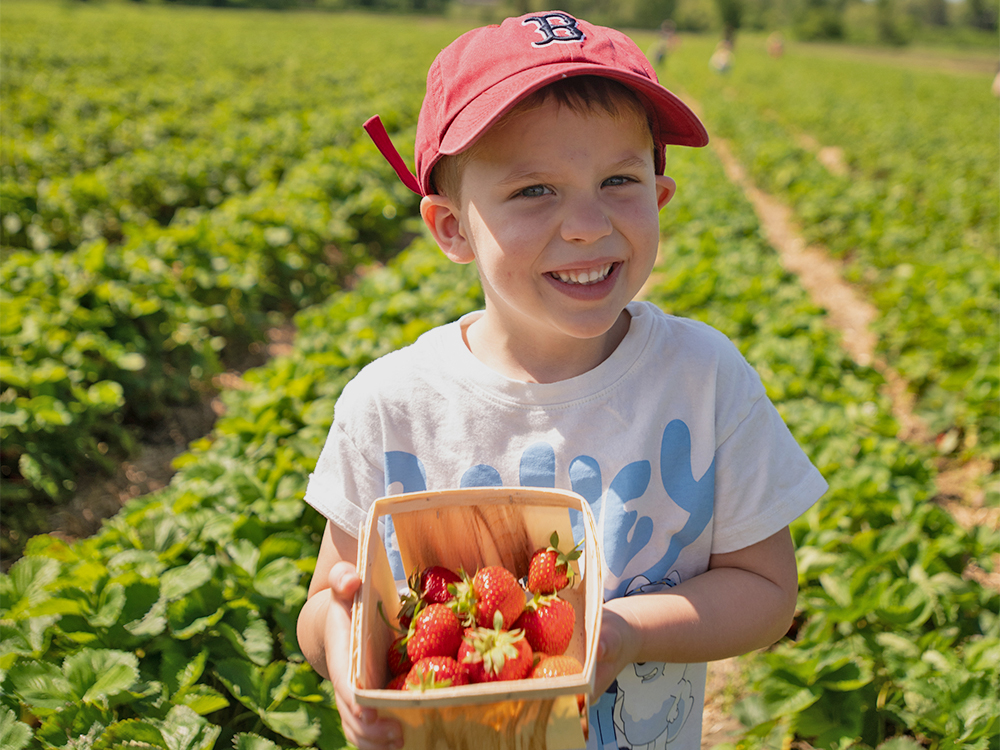 Verrill Farm Strawberry Picking