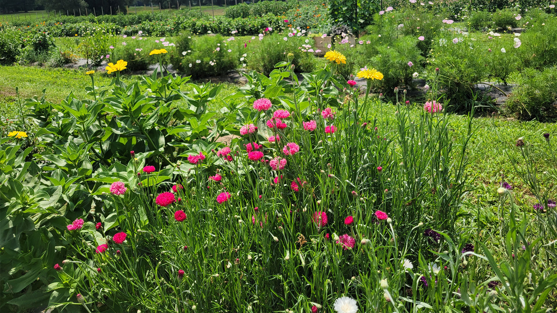 FY01 NEW 4.15 pyo flower garden