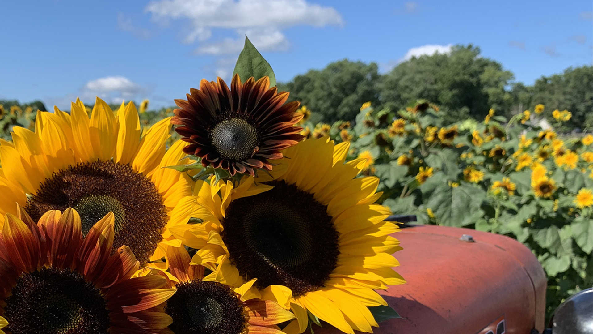 H1 NEW 4.14 FY 1 option sunflowers on tractor opt4