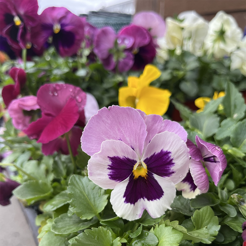 Pansy
