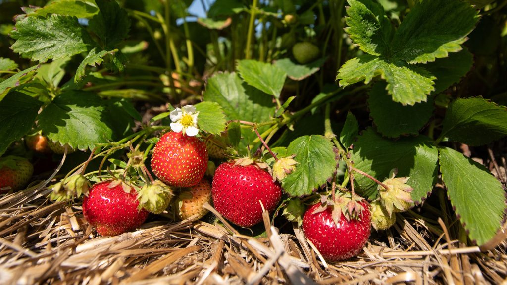 Verrill Farm Strawberry Picking
