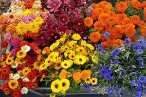 assorted flowers