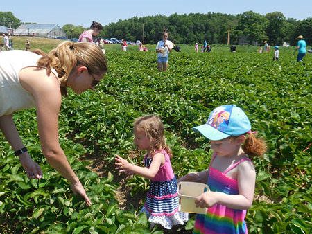 strawberryfest16-2