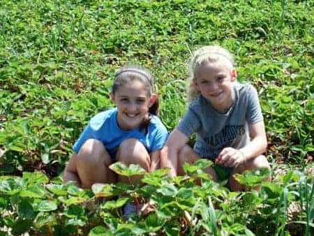 strawberryfest2012-1
