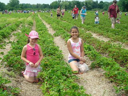 strawberryfest2013-1