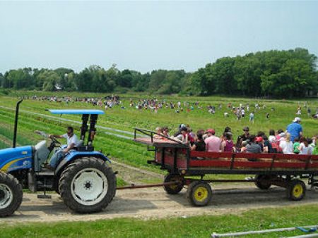 strawberryfest2013-2