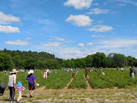 strawberryfest2014-2