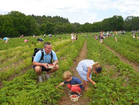 strawberryfest2015-1